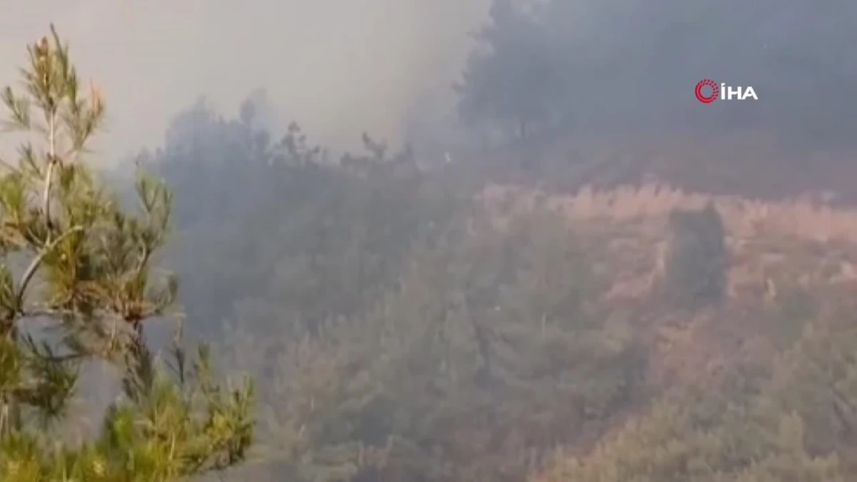 Sakarya’da Orman Yangınlarında Artış: Jandarma Uyardı